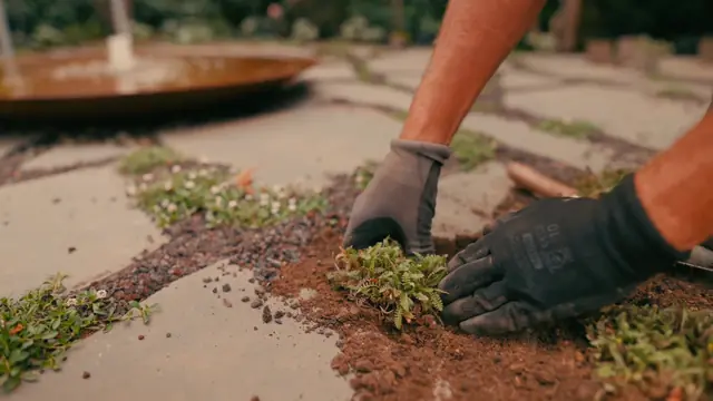 Behandschuhte Hände setzen eine Pflanze in die Fuge zwischen zwei Trittplatten